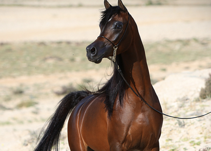 Discover the Icons of Qatar