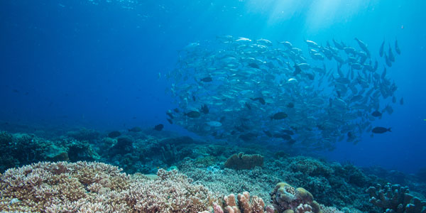 Corals - Halul Island in Qatar
