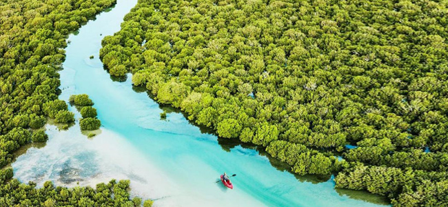 Mangroves in Qatar