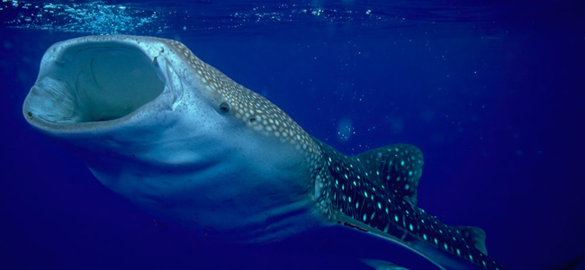 Whale sharks in Al Shaheen Qatar