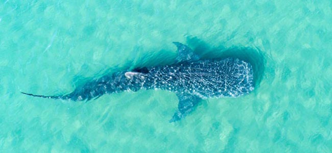Whale Sharks in Qatar